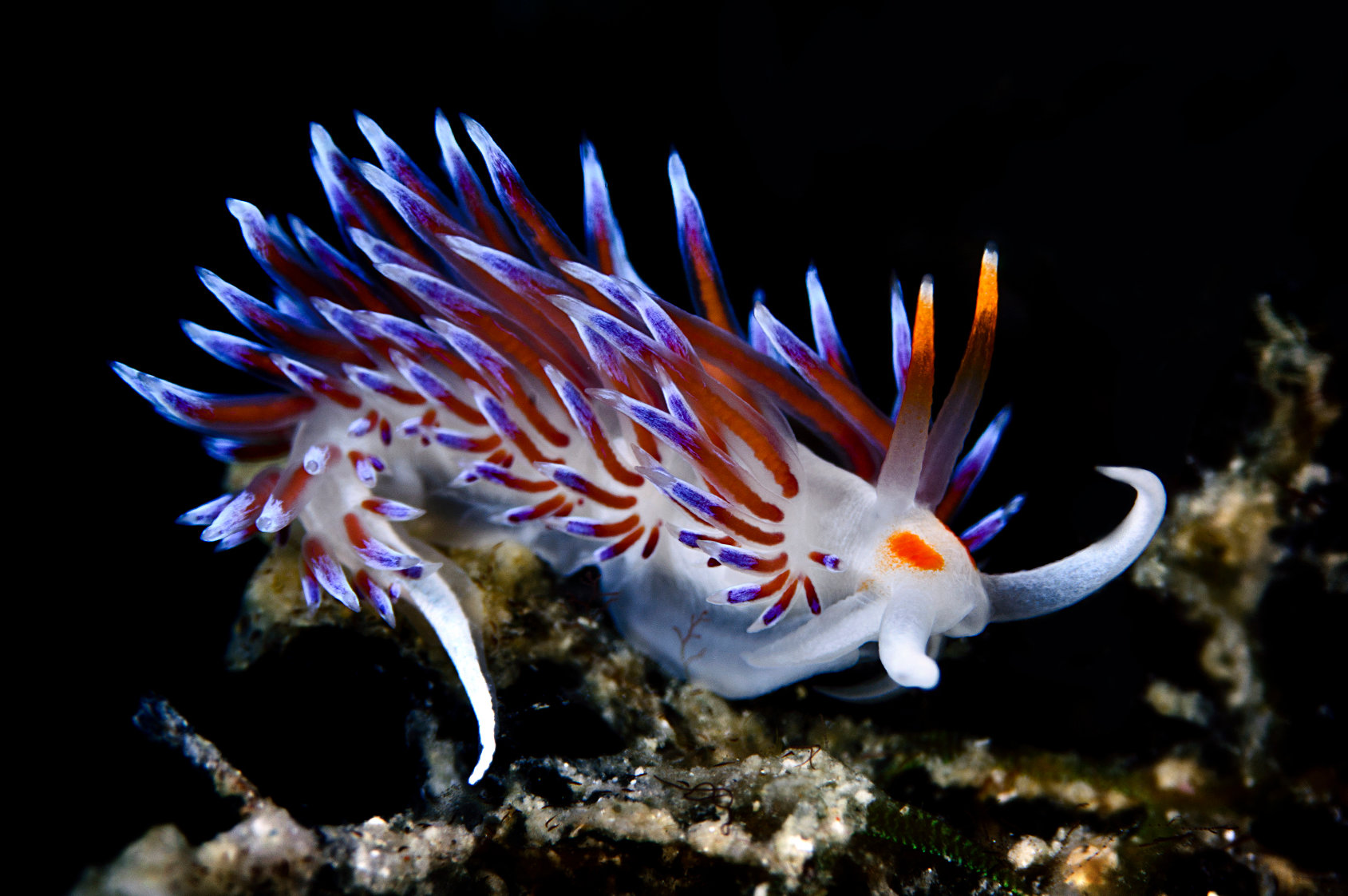 image of a sea slug