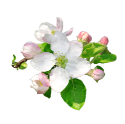 transparent image of an apple blossom