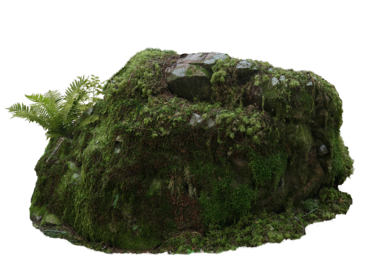 Transparent image of a rock covered in moss and ferns