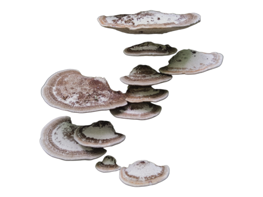 transparent image of shelf mushrooms