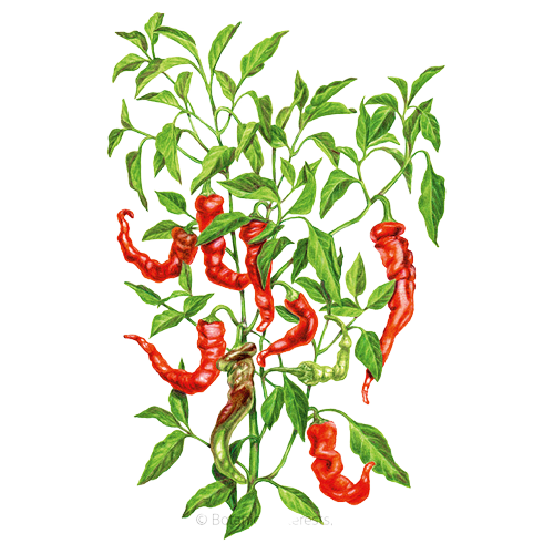 transparent image of a botanical drawing of a pepper plant