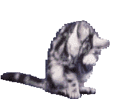 gif of a silver tabby washing itself